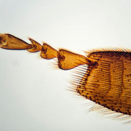 Outdoor Adventure Microscope