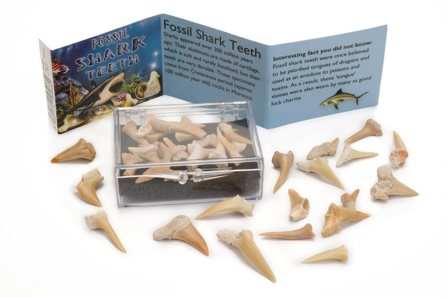 Fossil Shark Teeth Box